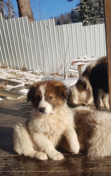 Donez cateluse de rasa metis Ciobanesc.