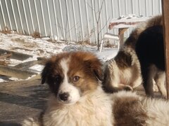 Donez cateluse de rasa metis Ciobanesc